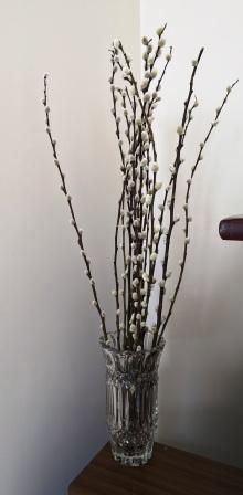 springtime zen springtime zen