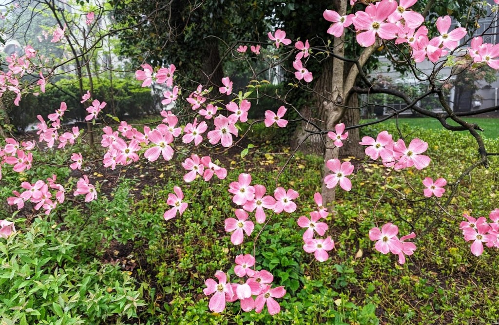 NJ pretty flowering bush