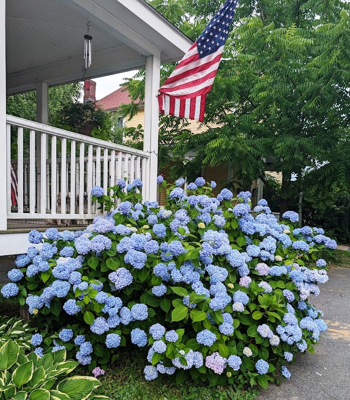 Northampton neighborhood hydrangeas
