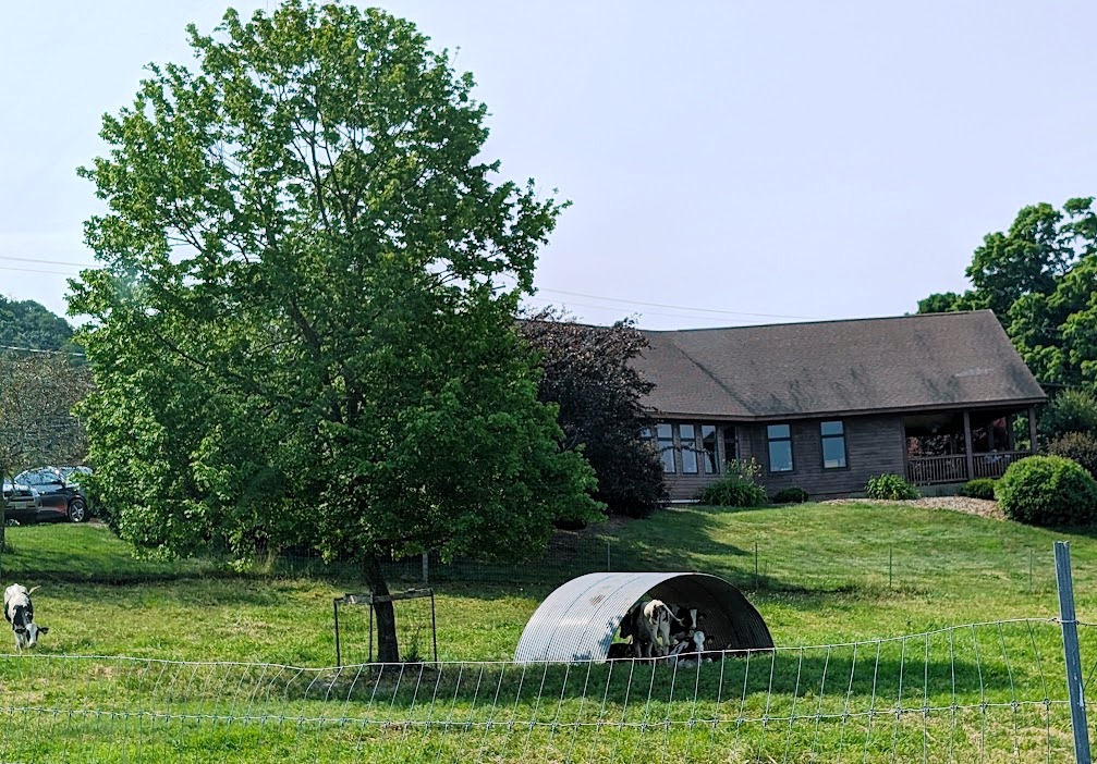 Northampton cows in shade Northampton cows in shade