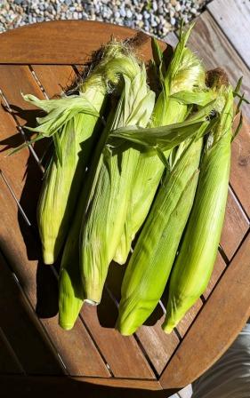 Vermont corn Vermont corn