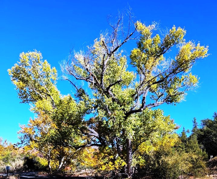 Sedona Red Rock State Park trees