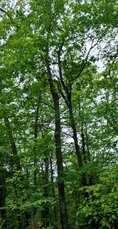 NOHO10 Roberts Hill Hike View 2