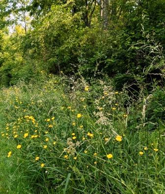 NJ02- Yellow Flowers on Path