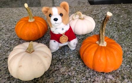 Toby in his pumpkin patch