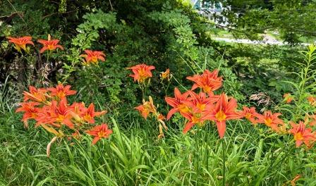 VT Flowers - Tiger Lilies VT Flowers - Tiger Lilies
