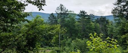 VT Walking Scene - Green Mountains