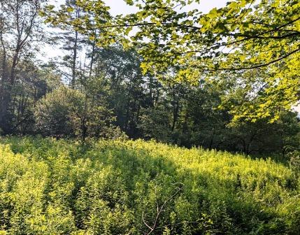 VT West River - Field VT West River - Field