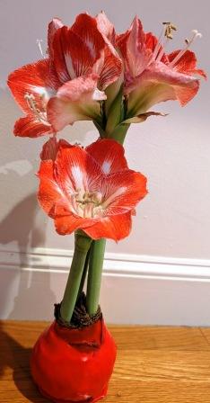 January Flowers January Flowers