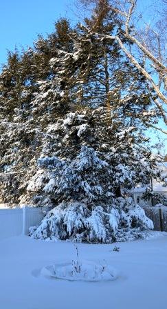 Day after 2026 snowstorm Day after 2026 snowstorm