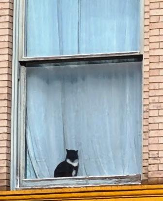 Montpelier Cat in Window