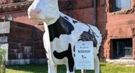 Montpelier Buddercup Cow