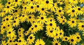 Montpelier Flowers - Black Eyed Susans