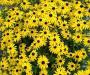 Montpelier Flowers - Black Eyed Susans