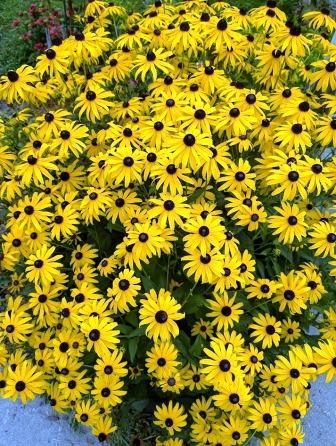 Montpelier Flowers - Black Eyed Susans