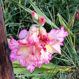 Montpelier Flowers - Pink and Yellow Flower