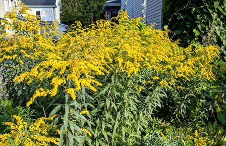 Montpelier Flowers - Goldenrod
