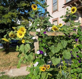 Montpelier Flowers - Sunflowers
