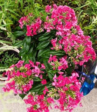 Montpelier Flowers - Pink Flowers