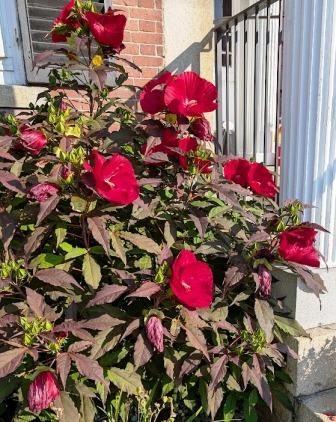 Montpelier Flowers - Red Flowers