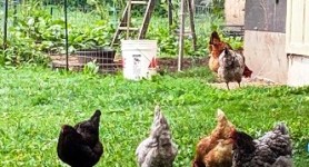 Montpelier Nature Walking - Free Range Chickens