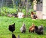 Montpelier Nature Walking - Free Range Chickens