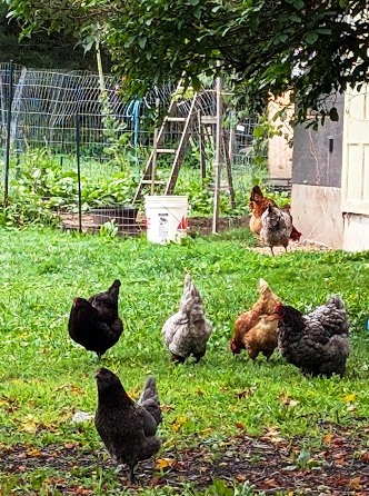 Montpelier Nature Walking - Free Range Chickens