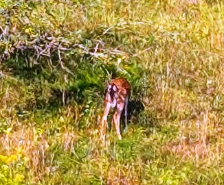 Montpelier Nature Walking - Deer in Field