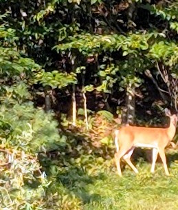 Montpelier Nature Walking - More Deer in Field