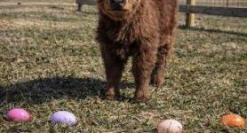 cute Easter cow