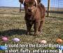 cute Easter cow