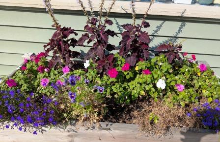 Montpelier Flower Walking - Pretty Window Box