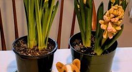 Toby with his garden