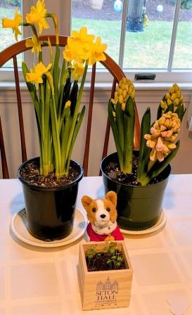 Toby with his garden