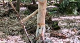 Montpelier Nature - Quirky Sculpture