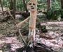 Montpelier Nature - Quirky Sculpture