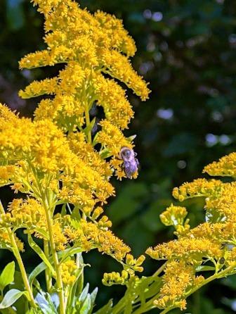 Montpelier Parks - North Branch Park with bee