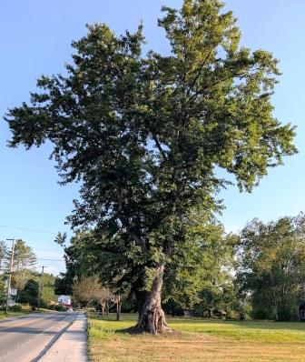 Montpelier Walking - Tree