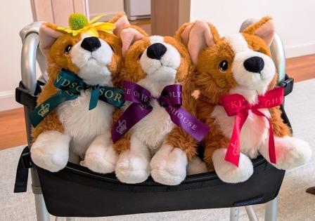 Knee Replacement Team - the corgis
