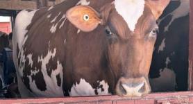 Montpelier VT - State Fair Cows 1