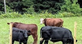 Vermont Farm - Beautiful cows