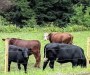 Vermont Farm - Beautiful cows