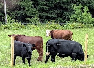 Vermont Farm - Beautiful cows