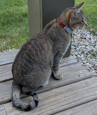 Vermont Farm - Friendly Farm cat