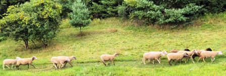 Vermont Farm - Running of the Sheep