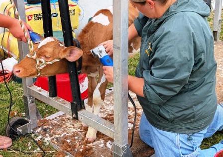 Rutland VT State Fair - Baby cow getting a haircut