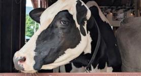 Rutland VT State Fair - Cow giving side eye