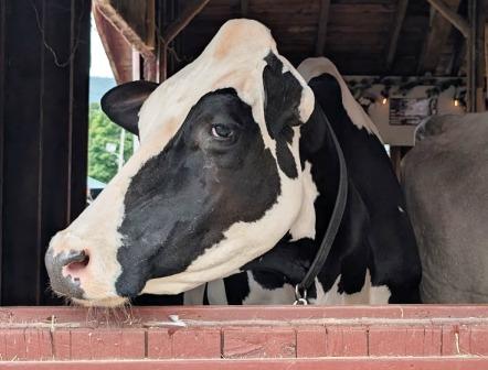Rutland VT State Fair - Cow giving side eye