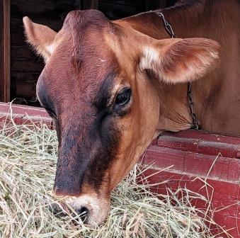 Rutland VT State Fair - Cute Brown Cow eating