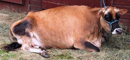 Rutland VT State Fair - Resting Cow